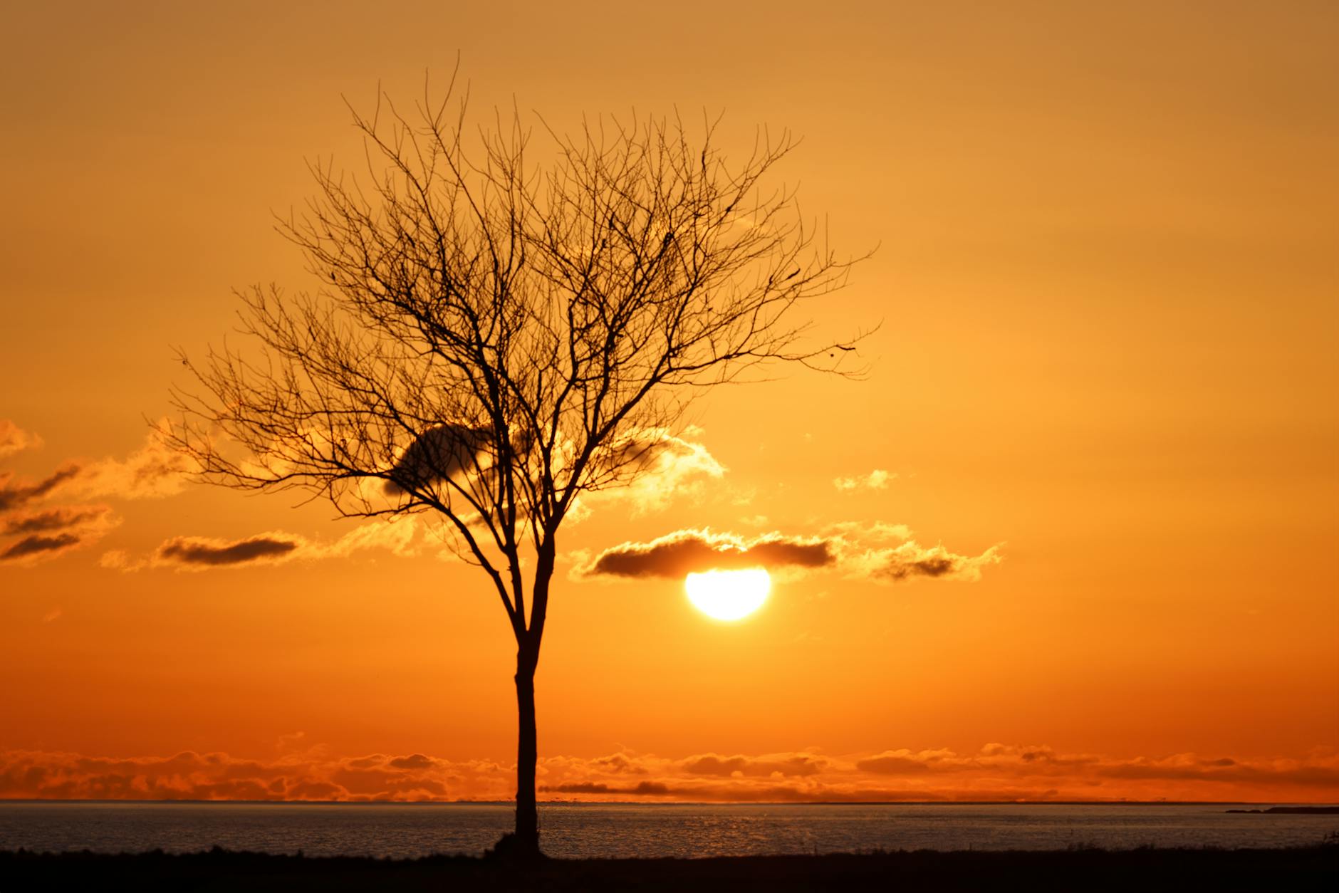 Silhouette of an Empty Tree During Sunset