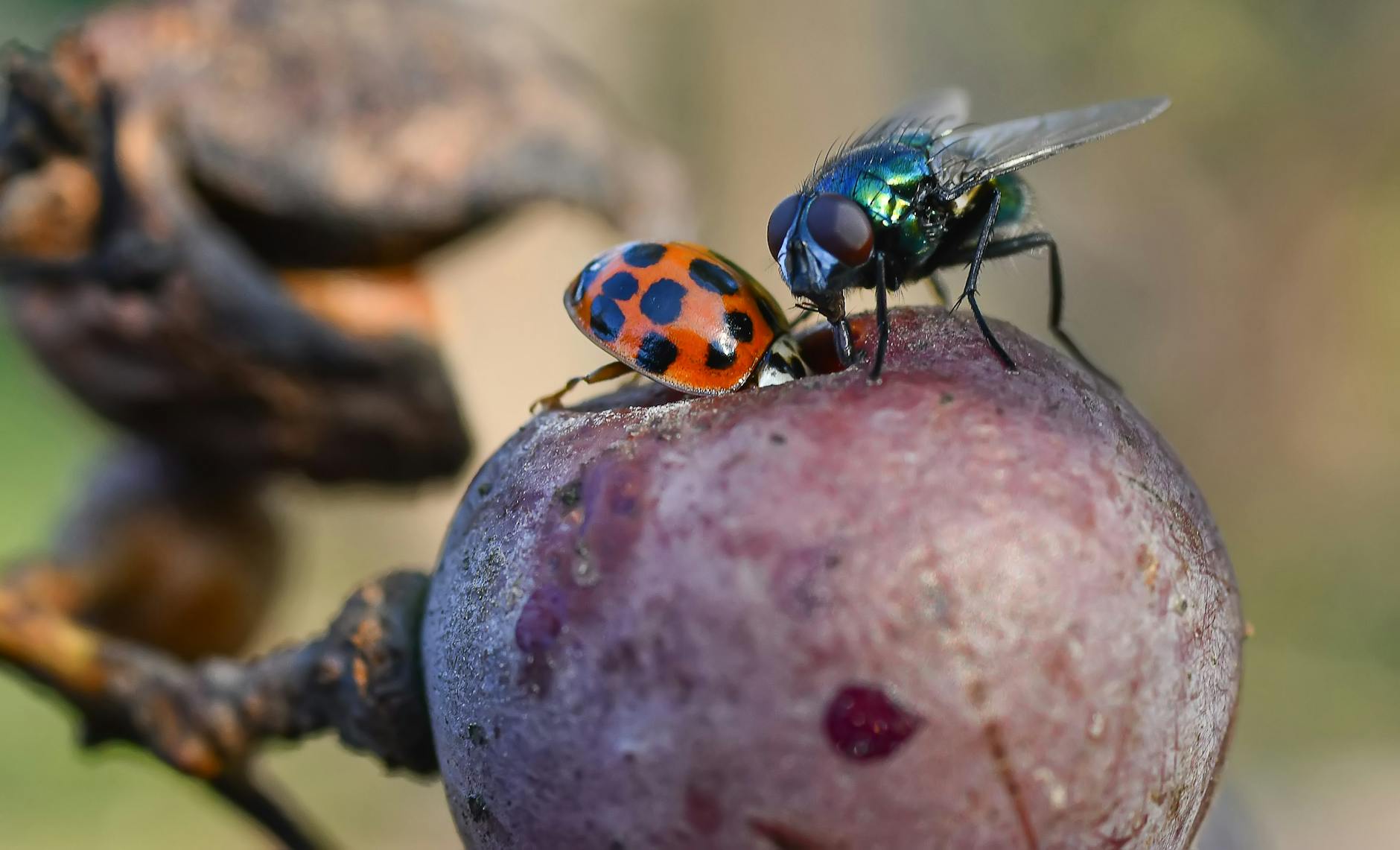 Fly and Ladybird on Red Grape