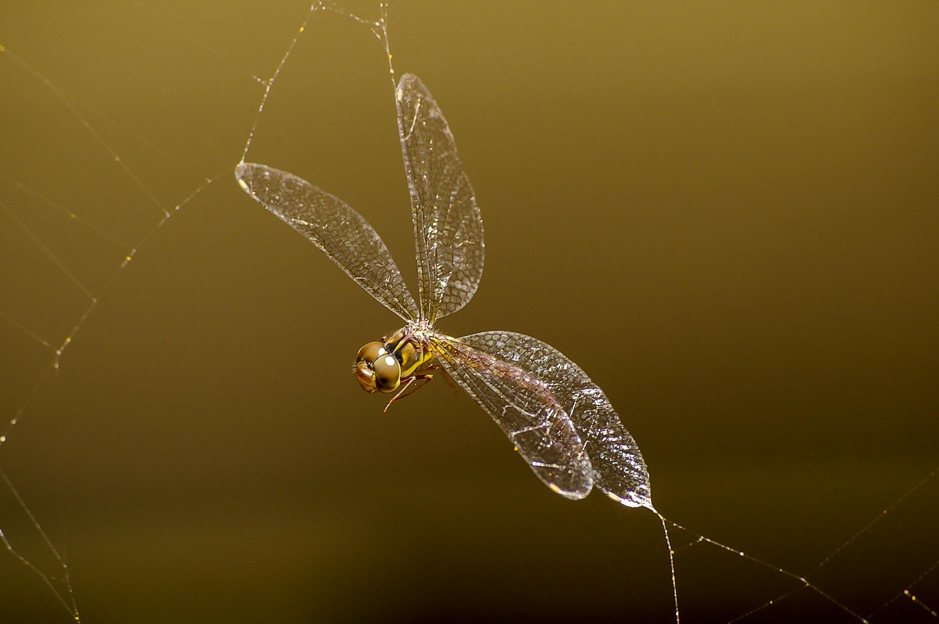 Macro Photography of Brown Darnersfly